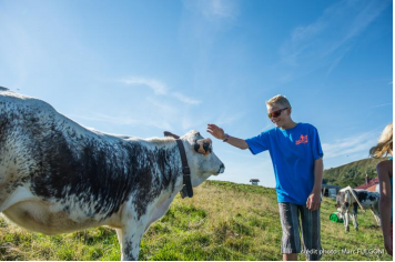 Randonnée pédestre sur les crêtes , rencontre avec une vache de race vosgienne Marc Fulgoni